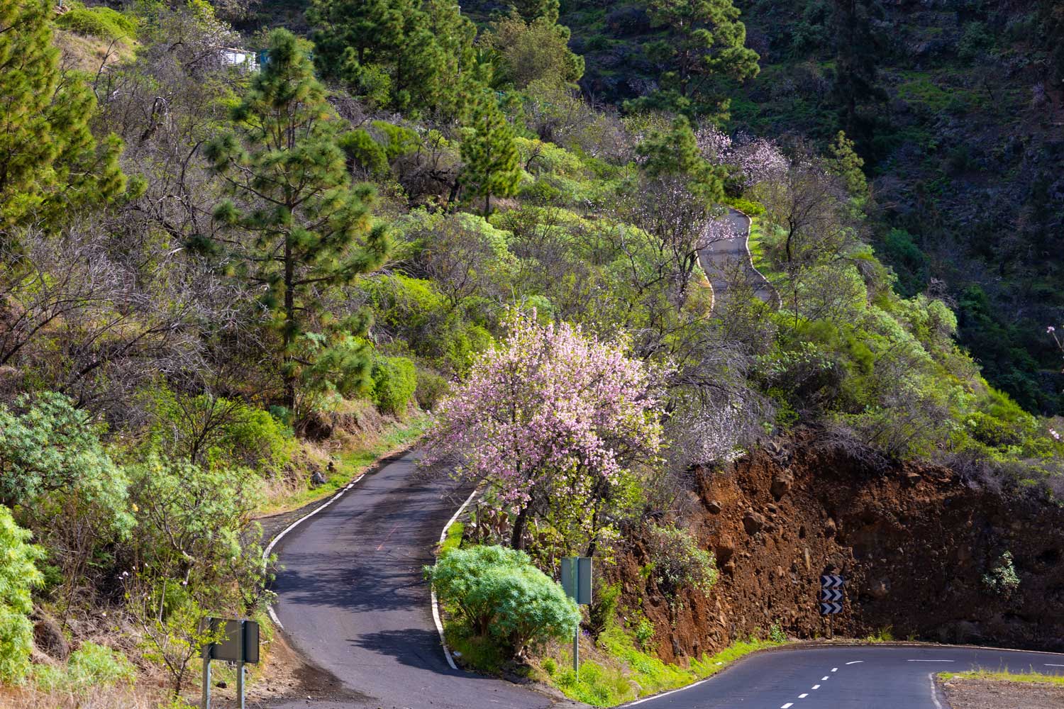 La Palma para Amantes de la Naturaleza