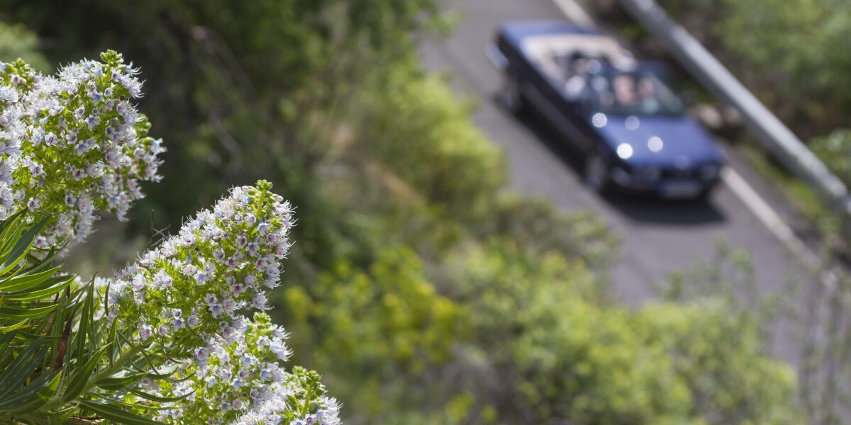 Alquiler coche La Palma sin franquicia: guía
